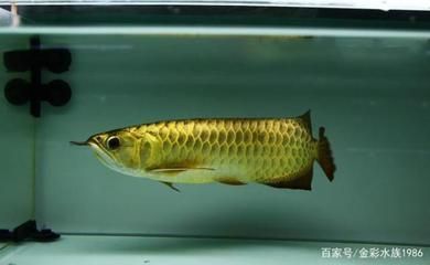 龍魚是食用魚嗎為什么：龍魚是否作為食用魚取決于其原產(chǎn)地和飼養(yǎng)目的 龍魚百科 第2張