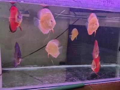 斗魚血紅龍魚多少錢一條：斗魚血紅龍魚價格在125-300元之間取決于購買渠道和商家