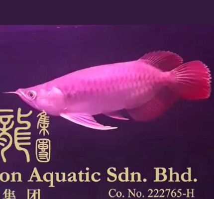 祥龍魚(yú)糧購(gòu)買渠道推薦：祥龍魚(yú)糧購(gòu)買渠道推薦探索最佳購(gòu)買途徑，京東祥龍魚(yú)糧專業(yè)推薦 龍魚(yú)百科 第6張