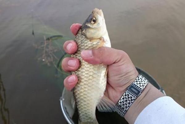 夏季元寶鯽素食餌料推薦：夏季釣鯽魚時，選擇素餌以減少雜魚干擾并吸引大個體鯽魚 龍魚百科 第1張