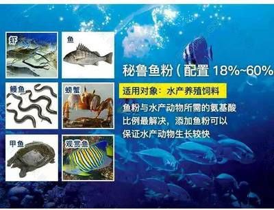 龍魚吃什么小魚最好養(yǎng)活：飼養(yǎng)龍魚的注意事項(xiàng) 水族問(wèn)答 第2張