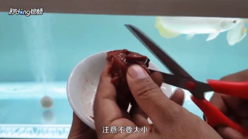 龍魚怎么養(yǎng)殖方法圖解：養(yǎng)殖龍魚的方法詳解