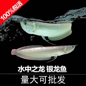 龍魚活體魚：如何預(yù)防龍魚活體魚疾病，龍魚活體魚繁殖技巧分享 龍魚百科 第4張