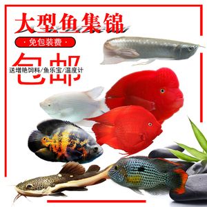 龍魚活體魚：如何預(yù)防龍魚活體魚疾病，龍魚活體魚繁殖技巧分享 龍魚百科 第2張