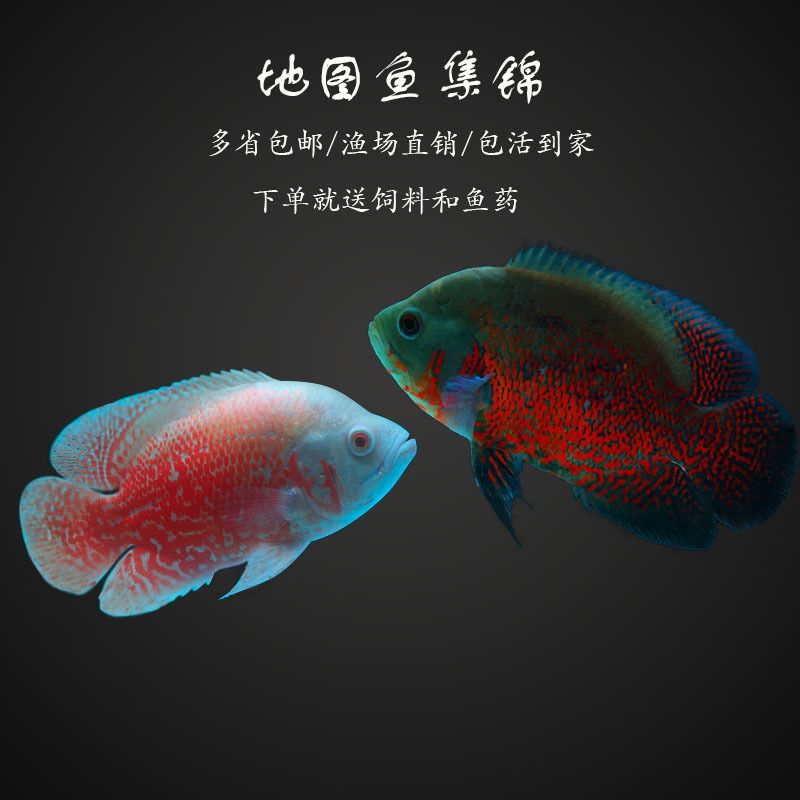 龍魚配地圖魚：龍魚與地圖魚混養(yǎng)的注意事項(xiàng) 龍魚百科 第1張