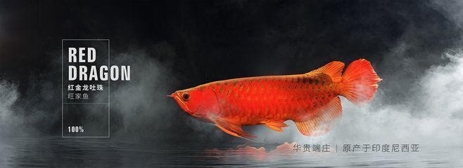 天山雪龍魚養(yǎng)殖技術(shù)突破：天山雪龍魚最佳養(yǎng)殖溫度 龍魚百科 第2張