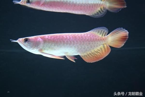 龍魚多少錢一條十幾萬：龍魚價(jià)格在5000元以上不封頂價(jià)格在5000元以上不封頂 龍魚百科 第5張