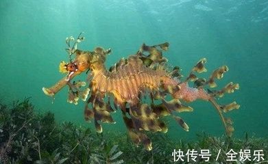 龍魚是海里的嗎：龍魚是淡水魚，而不是海魚 龍魚百科 第1張