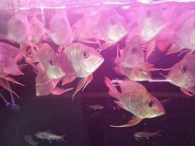 元寶鳳凰魚混養(yǎng)喂食技巧：元寶鳳凰魚專用飼料購買，元寶鳳凰魚增色技巧分享 元寶鳳凰魚百科 第2張