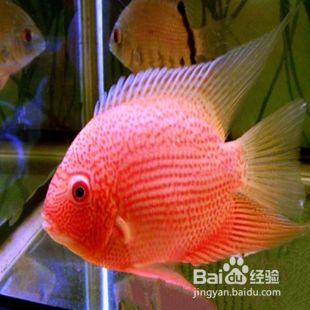 龍魚吃食嚼一嚼就吐了怎么辦：龍魚吃食后嚼一嚼就吐的問(wèn)題，龍魚吃食后頻繁嘔吐怎么辦 水族問(wèn)答 第1張