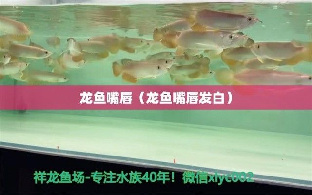 龍魚兜嘴什么樣：如何判斷龍魚兜嘴的嚴(yán)重程度