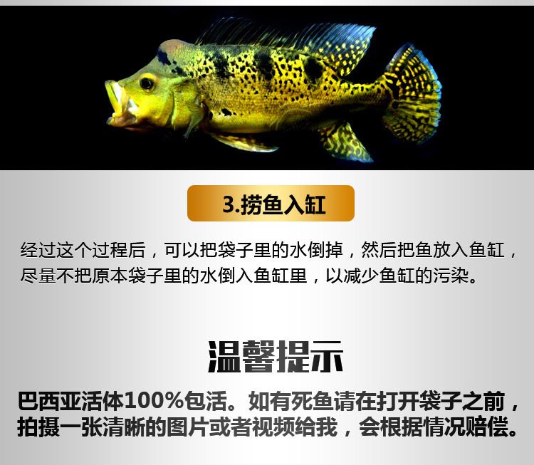 龍魚配什么：幾種適合與龍魚混養(yǎng)的魚類