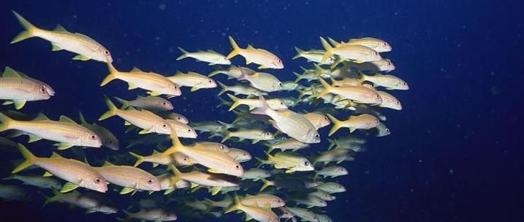 混養(yǎng)水族箱空間要求：混養(yǎng)水族箱的空間要求 龍魚百科 第5張