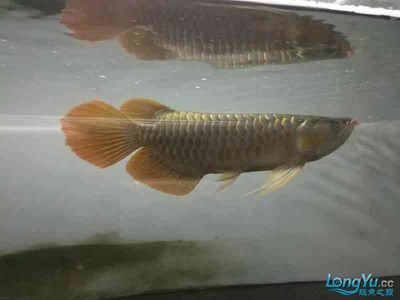 龍魚的水溫多少合適釣魚：龍魚水溫對釣魚活動有著重要影響，龍魚釣魚技巧提升方法 龍魚百科 第3張