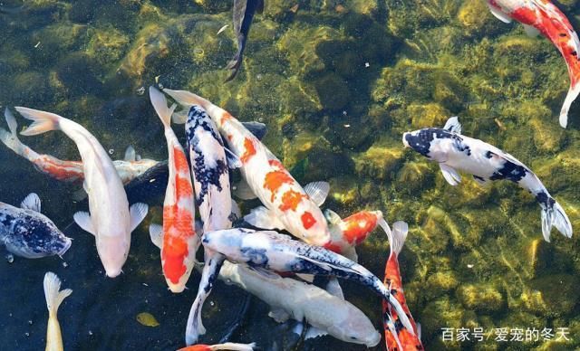 龍魚要求水溫：金龍魚和紅龍魚不宜使用過高的水溫進(jìn)行養(yǎng)殖，龍魚水溫調(diào)節(jié)技巧 龍魚百科 第1張