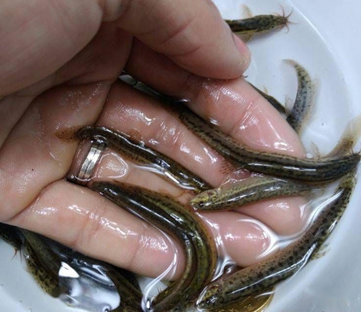 龍魚(yú)傾斜著游怎么辦：龍魚(yú)傾斜游動(dòng)怎么辦 龍魚(yú)百科 第1張