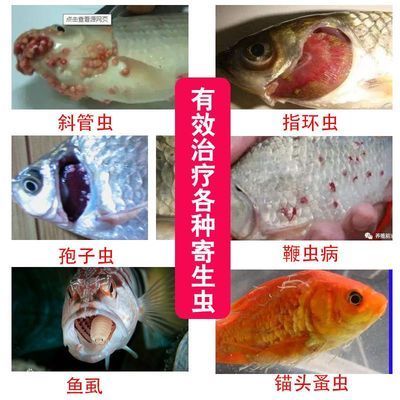 龍魚疾病防控的最新方法：龍魚疾病防控最新方法 龍魚百科 第3張