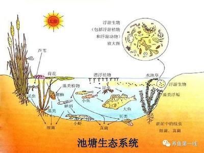 龍魚疾病防控的最新方法：龍魚疾病防控最新方法 龍魚百科 第5張