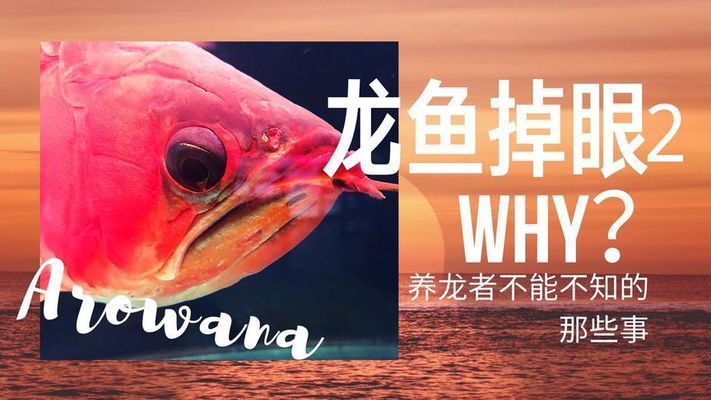 龍魚多大容易掉眼皮了：如何調(diào)整魚缸環(huán)境預(yù)防掉眼皮