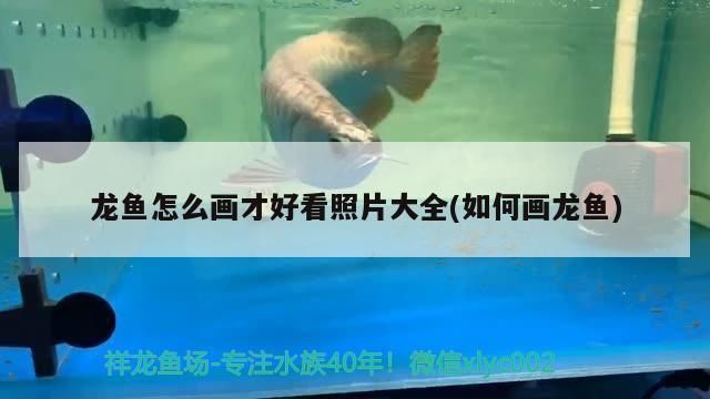 龍魚怎么畫才好看照片：龍魚怎么畫才好看 龍魚百科 第2張