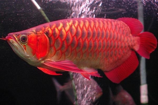 龍魚(yú)吃食一直嚼不動(dòng)：龍魚(yú)吃食困難怎么辦？ 水族問(wèn)答 第1張