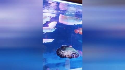 龍魚可以吃小金魚嗎：龍魚可以吃小金魚，但需注意食品安全和水質(zhì)控制等問題 龍魚百科 第3張