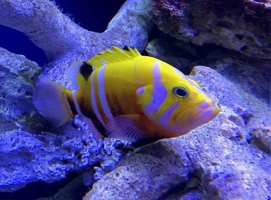 龍魚吃食欲望不高：龍魚的食欲不振怎么辦？ 水族問答 第2張