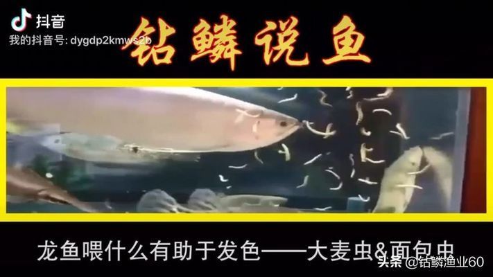 龍魚喂什么發(fā)色快又好看視頻：如何讓龍魚發(fā)色快又好看 龍魚百科 第1張