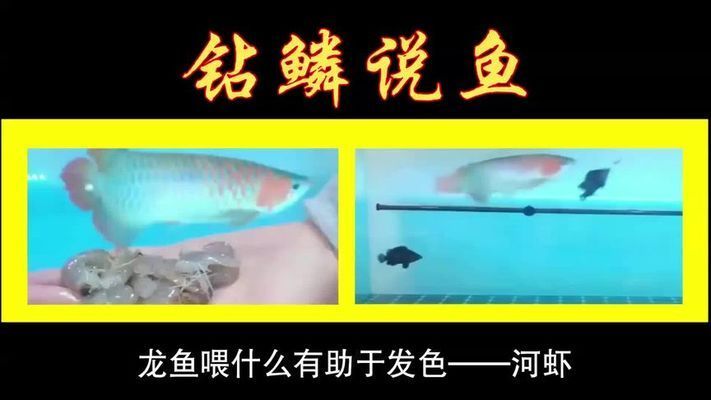 龍魚喂什么發(fā)色快又好看視頻：如何讓龍魚發(fā)色快又好看 龍魚百科 第3張