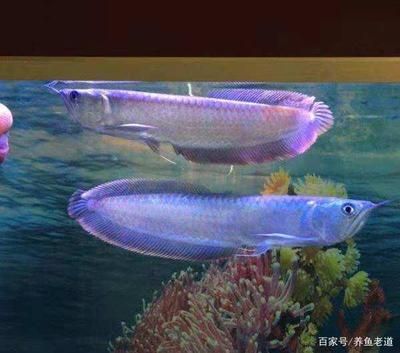 銀龍魚(yú)苗最佳水溫設(shè)定：銀龍魚(yú)苗最佳水溫設(shè)定詳細(xì)信息銀龍魚(yú)苗水溫管理技巧 龍魚(yú)百科 第5張