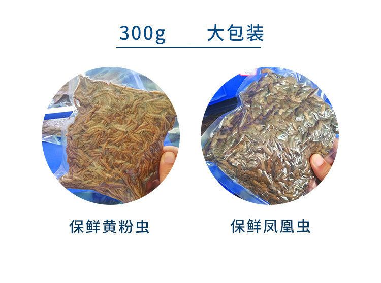 龍魚(yú)黑水虻 龍魚(yú)百科 第3張