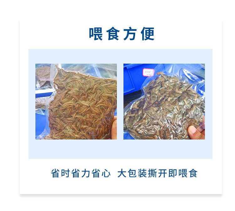 龍魚(yú)黑水虻 龍魚(yú)百科 第4張