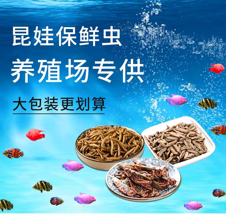 龍魚(yú)黑水虻 龍魚(yú)百科 第1張