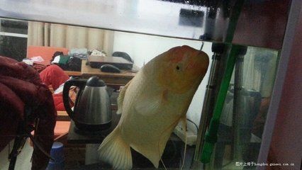 龍魚論壇24小時滴流換水好嗎：24小時滴流換水是一種常用于龍魚養(yǎng)殖的換水方式 龍魚百科 第1張