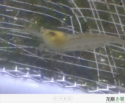 龍魚論壇24小時滴流換水好嗎：24小時滴流換水是一種常用于龍魚養(yǎng)殖的換水方式 龍魚百科 第5張