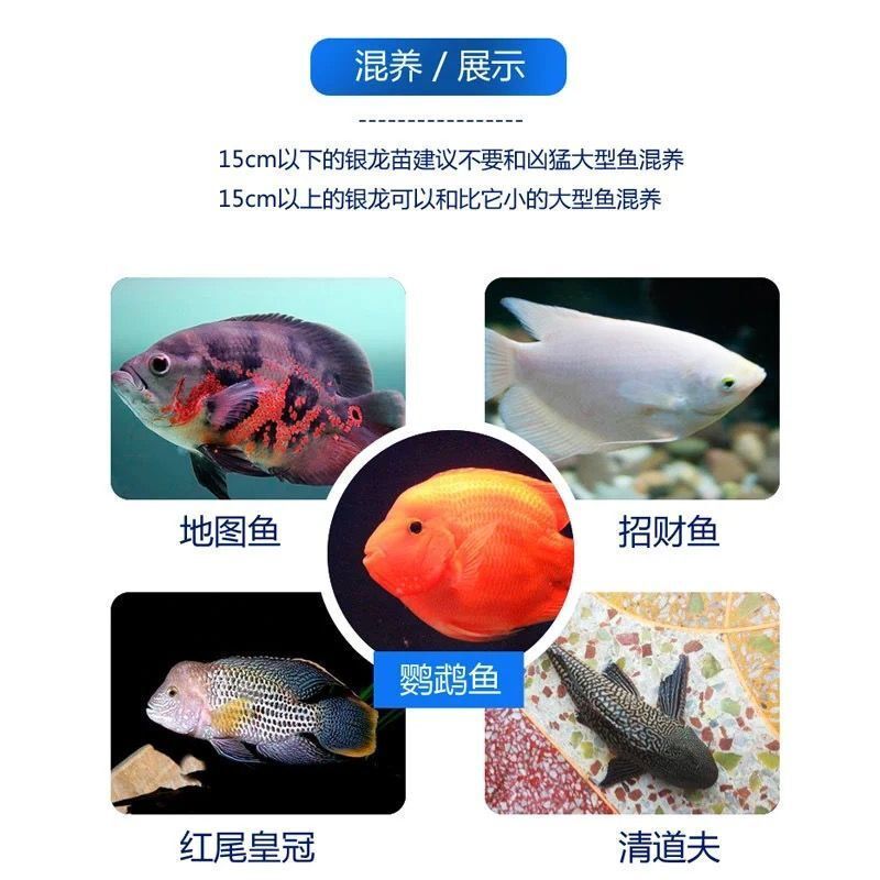 龍魚(yú)幼苗一只多少錢(qián) 龍魚(yú)百科 第1張