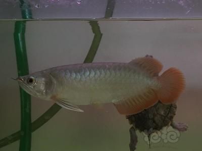 龍魚(yú)發(fā)色吃什么最好呢視頻播放大全：紅龍魚(yú)吃什么發(fā)色最好養(yǎng) 龍魚(yú)百科 第4張