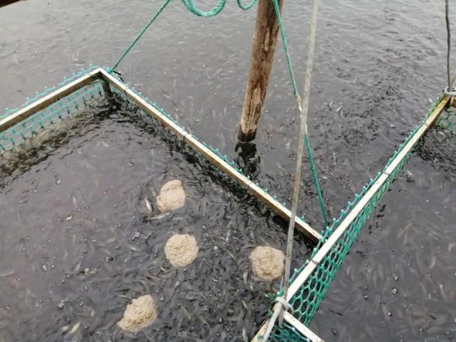 龍魚吃飼料又吐出來：為什么龍魚吃完飼料后會頻繁地嘔吐？ 水族問答 第1張