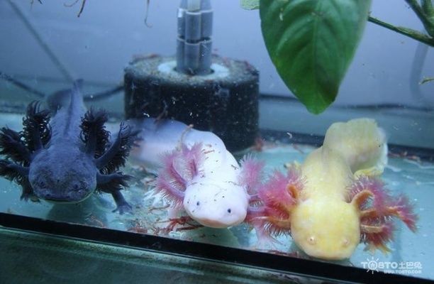 六角恐龍魚飼料怎么喂視頻大全：六角恐龍魚飼料喂食文字版教程 龍魚百科 第2張