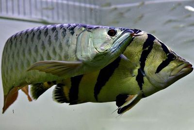 龍魚配什么魚最佳：與龍魚混養(yǎng)的最佳伴侶魚種 龍魚百科 第1張