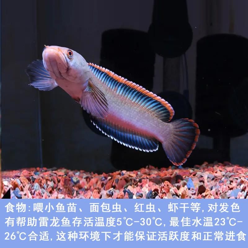 雷龍魚(yú)怎么喂食面包蟲(chóng)：雷龍魚(yú)可以吃面包蟲(chóng)嗎，雷龍魚(yú)喂食面包蟲(chóng)需要注意什么 龍魚(yú)百科 第4張