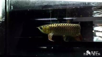 龍魚吃太飽趴缸怎么辦：龍魚吃太飽趴缸怎么辦？ 水族問答 第1張