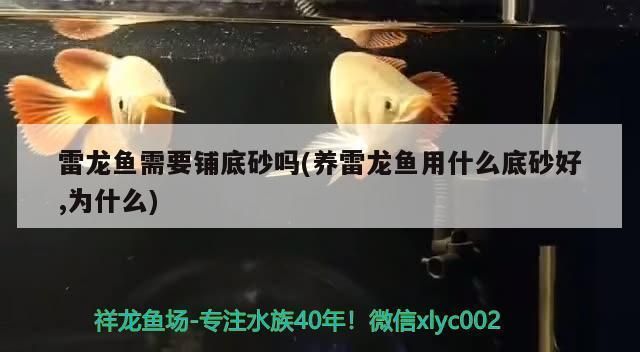 龍魚可以鋪底砂嗎：龍魚缸底砂的選擇標(biāo)準(zhǔn) 龍魚百科 第1張