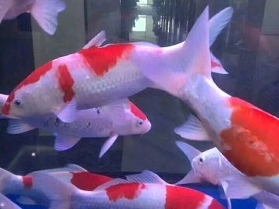 龍魚總是被招財(cái)魚欺負(fù)：龍魚在魚缸中被招財(cái)魚欺負(fù)怎么辦 龍魚百科 第3張