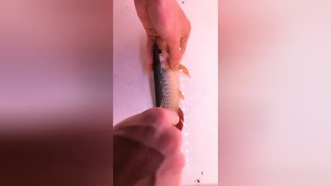 龍魚須怎么清理干凈圖片：龍魚須怎么清理 龍魚百科 第4張