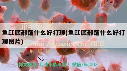 紅魔王銀版魚健康檢查方法：紅魔王銀版魚健康檢查特定方法紅魔王銀版魚水質(zhì)管理技巧 龍魚百科 第5張