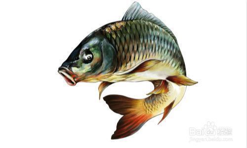 龍魚吃完不愛游動怎么回事兒：龍魚吃完食物后不愿意游動 水族問答 第2張