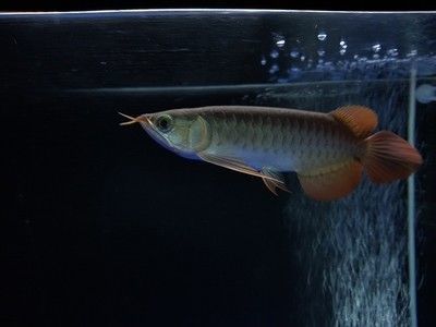 龍魚(yú)的須子有什么用：龍魚(yú)的須子在水族箱中的作用 龍魚(yú)百科 第2張