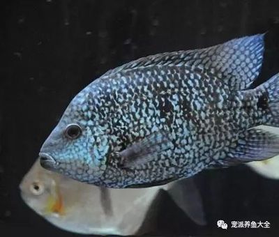 龍魚鰭上有白點是什么?。糊堲~鰭上出現(xiàn)白點是怎么回事 龍魚百科 第4張