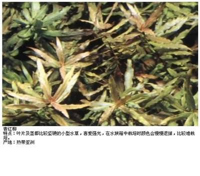 龍魚吃完就吐出來怎么辦：龍魚吃完食物后吐出來可能有多種原因 水族問答 第2張